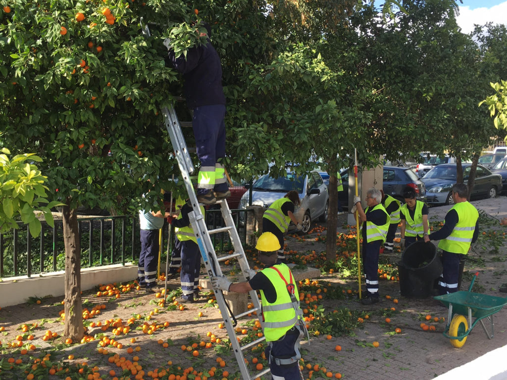 Operarios de jardinería del Ayuntamiento durante labores de mantenimiento esta Navidad en calle Calvario. FOTO/ MARBELLA CONFIDENCIAL
